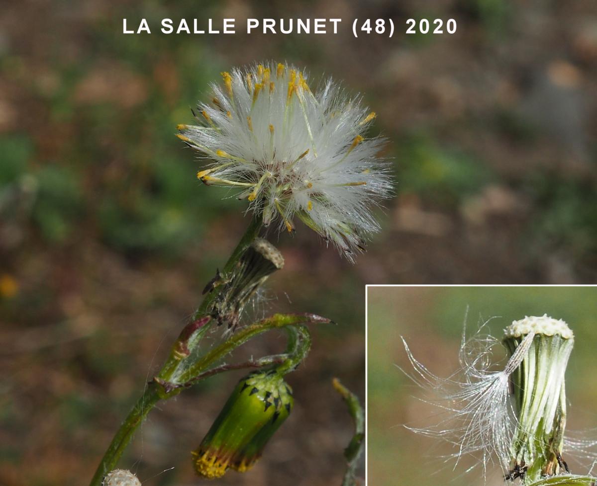 Groundsel fruit